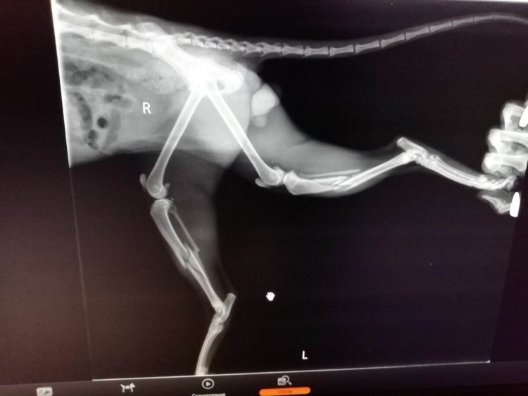 Остеосинтез лучевой и локтевой кости у кошки