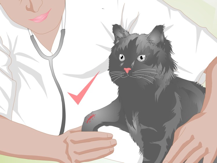 Вывих передней лапы у кота