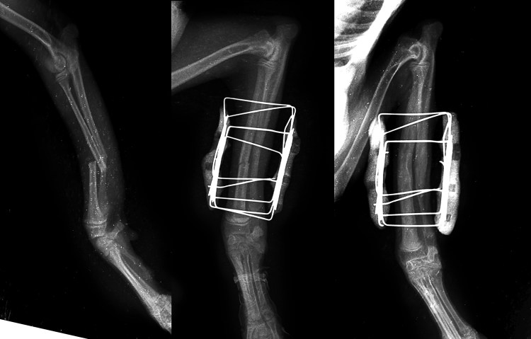 Перелом бедренной кости кошки рентген