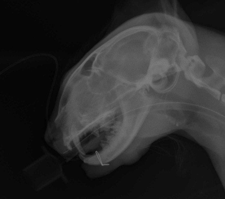 Дисплазия локтевого сустава у собак снимок