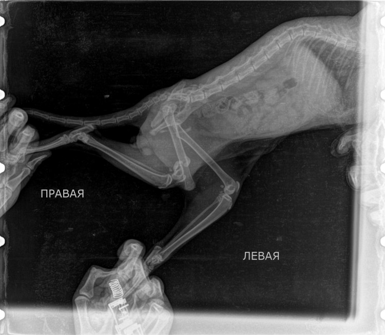 Кот с переломанным позвоночником