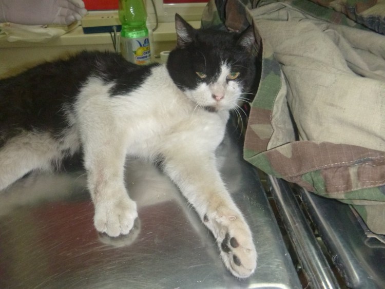 Перелом позвоночника у собаки рентген