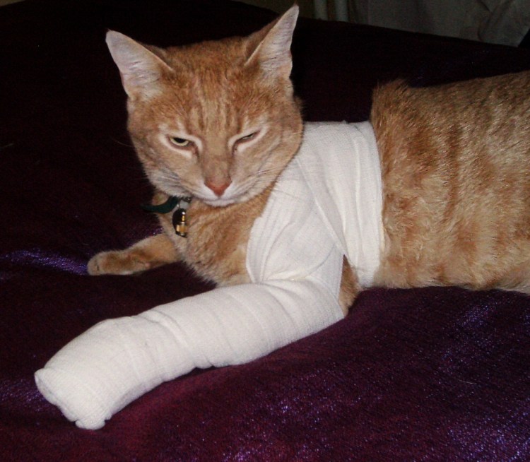 У кошки вывихнута лапа