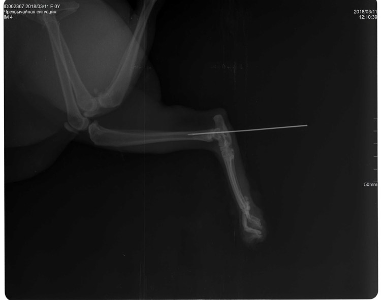 Перелом таза у кошки рентген