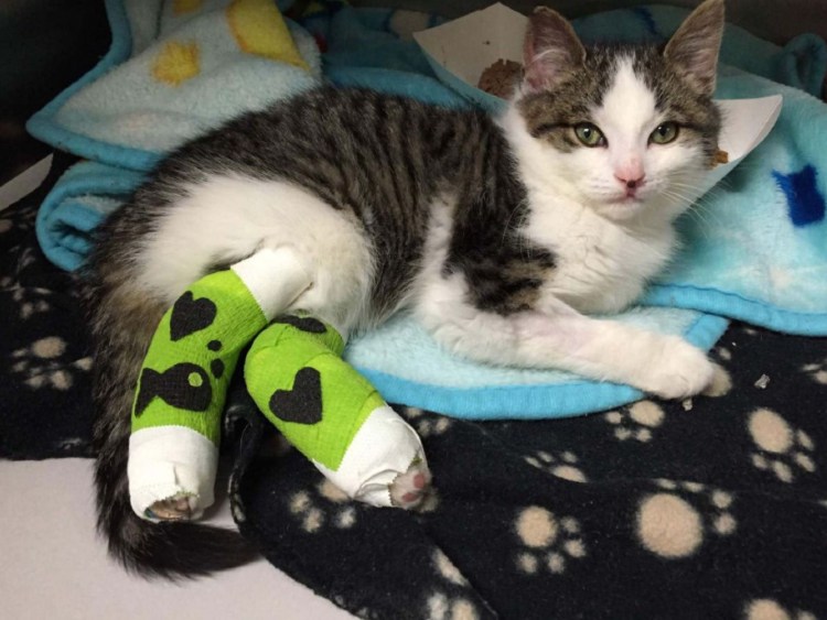 Уретростомия у кота ветеринарная