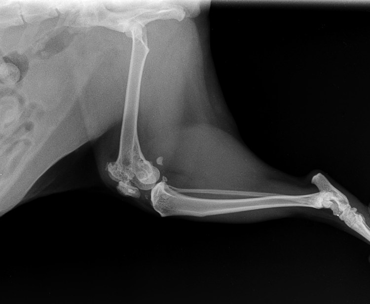 Перелом позвоночника у собаки рентген