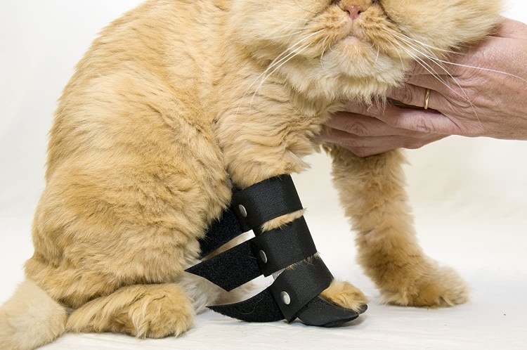 Вывихнутая лапа у кота