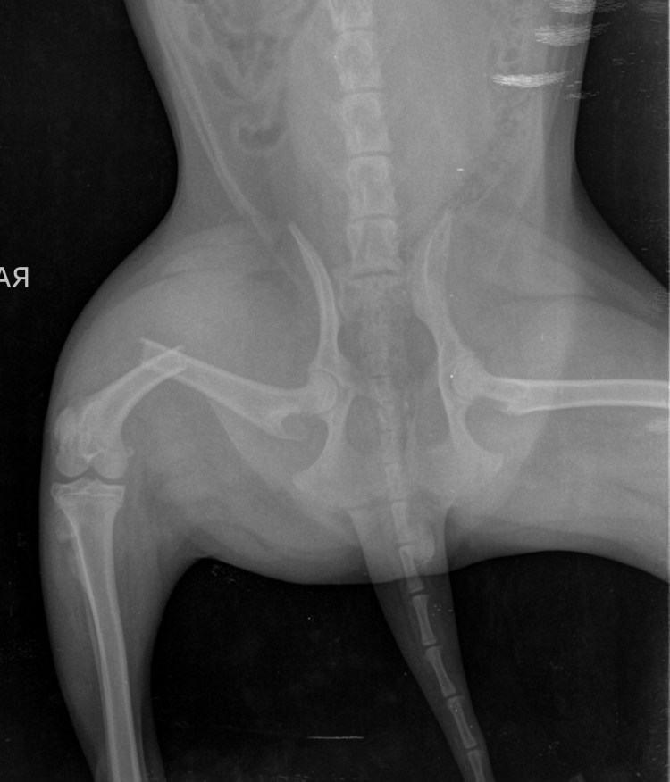 Лангетка на лапу кошке