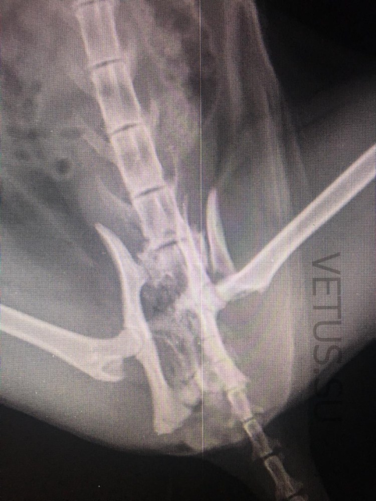 Перелом плюсна лошади остеосинтез