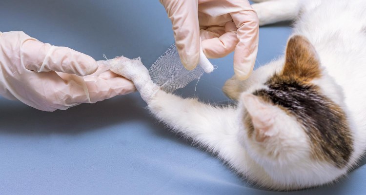 Перелом хвоста у кошки рентген