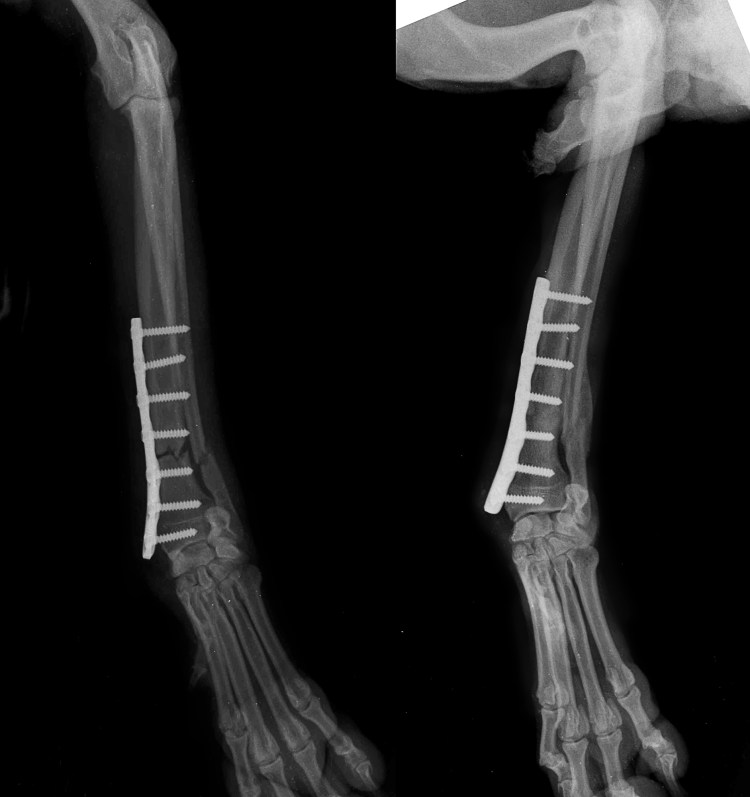 Рентген задней лапы кота