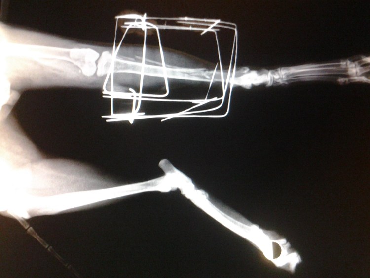 Хрупкие кости у кошек симптомы