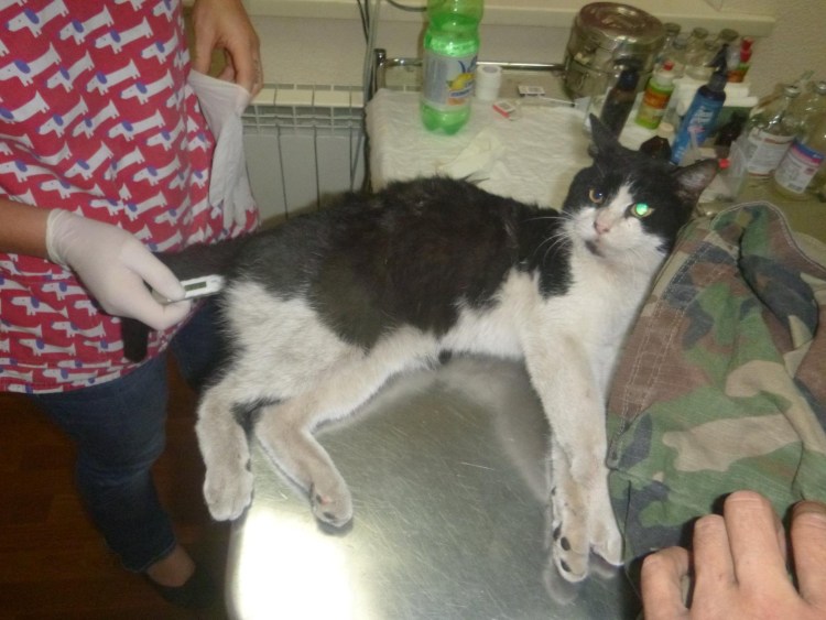 Котёнок с перебинтованной лапой