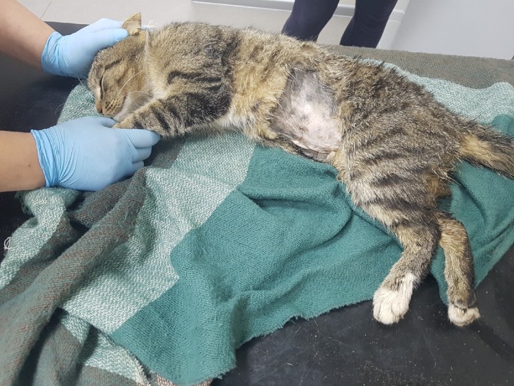 Признаки перелома у кошек симптомы