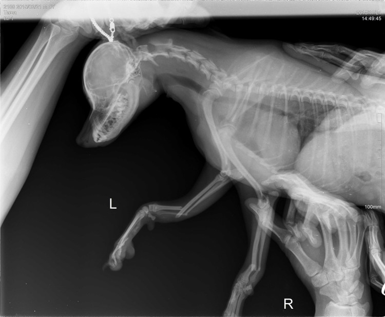 Перелом таза у кошки рентген