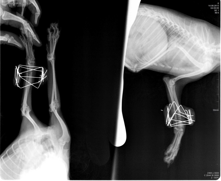 Остеосинтез бедренной кости у кошки