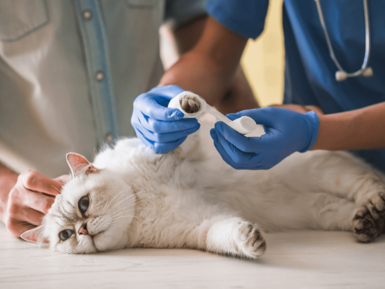 Переломы костей у животных