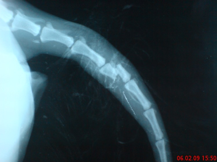 Котёнок с перебинтованной лапой