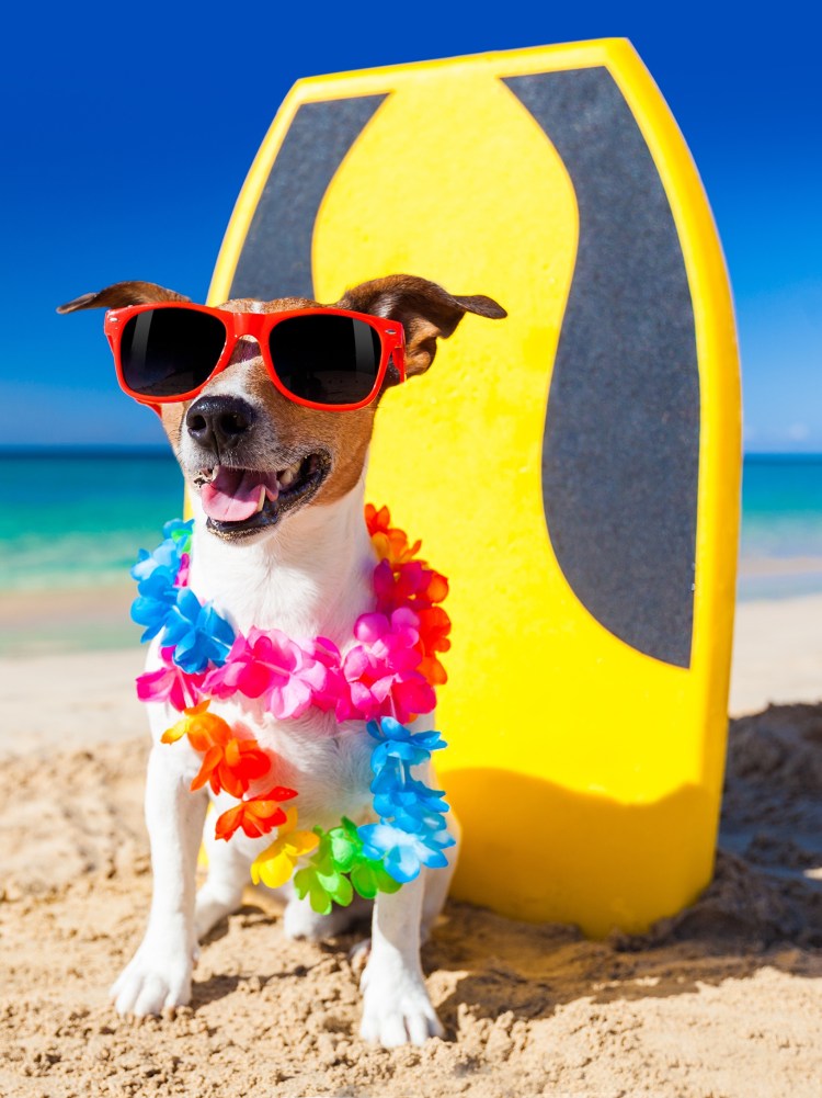 Собака на пляже