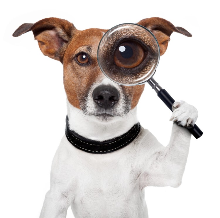 Джек-Рассел-терьер щенок