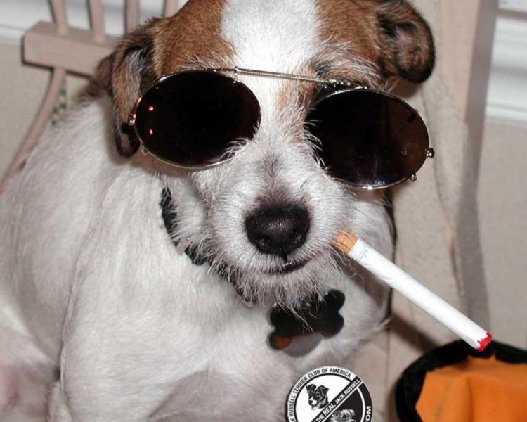 Смешные Джек Рассел терьеры