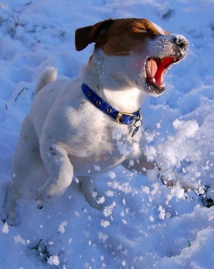 Джек Рассел