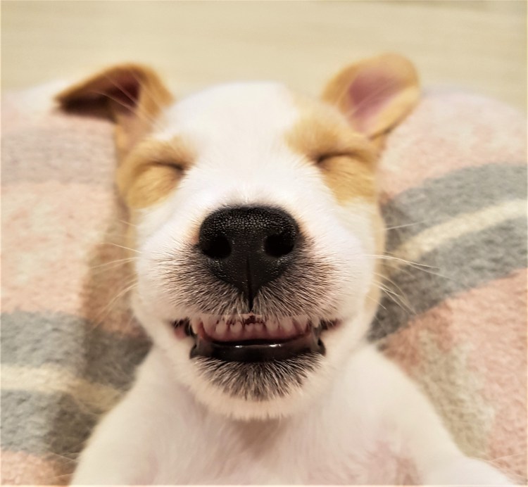 Джек Рассел терьер улыбка