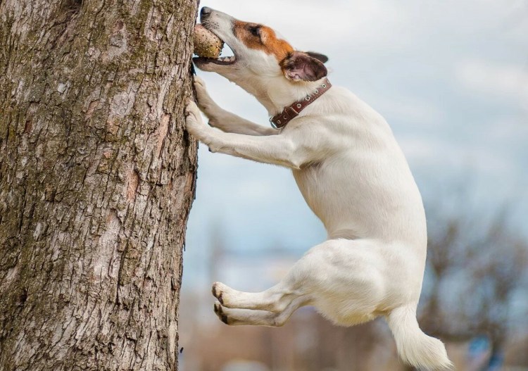 Смешные собаки