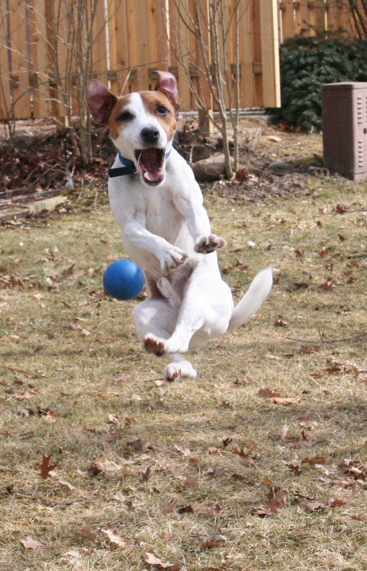 Джек-Рассел-терьер с мячиком