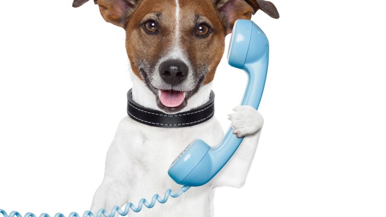 Собака Джек Рассел терьер