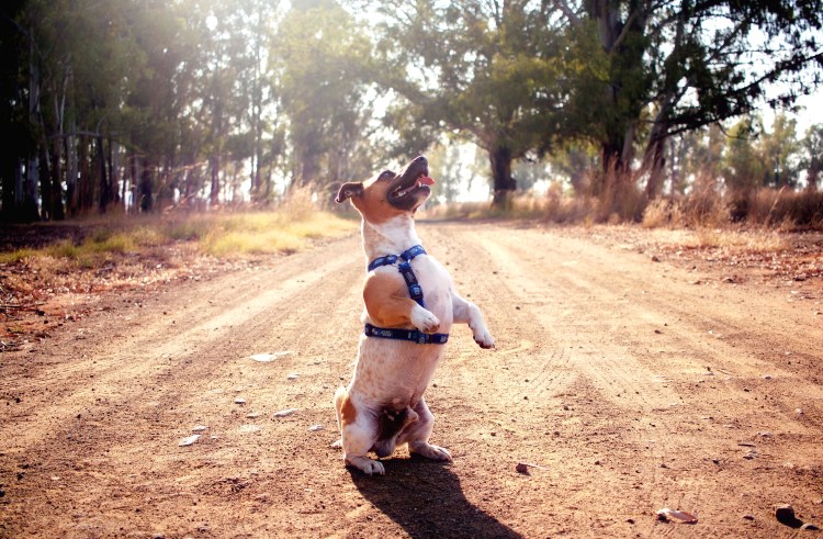 Джек Рассел