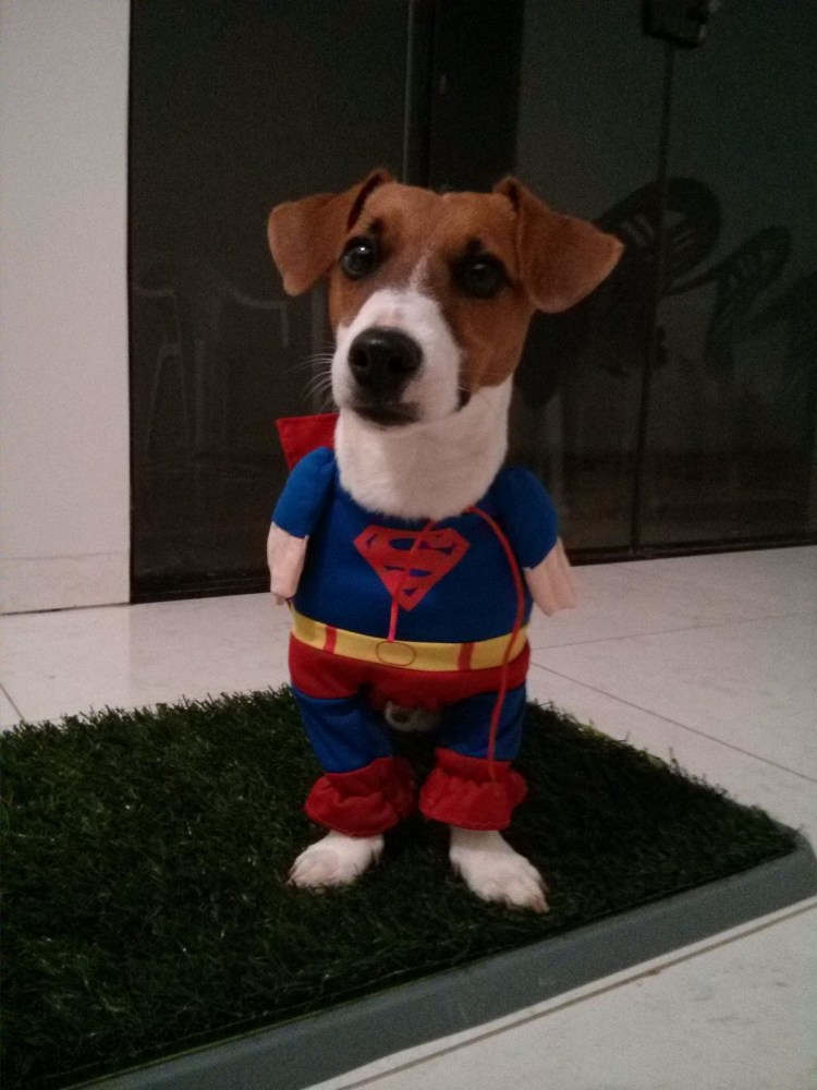 Смешные костюмы для собак Джек Рассел