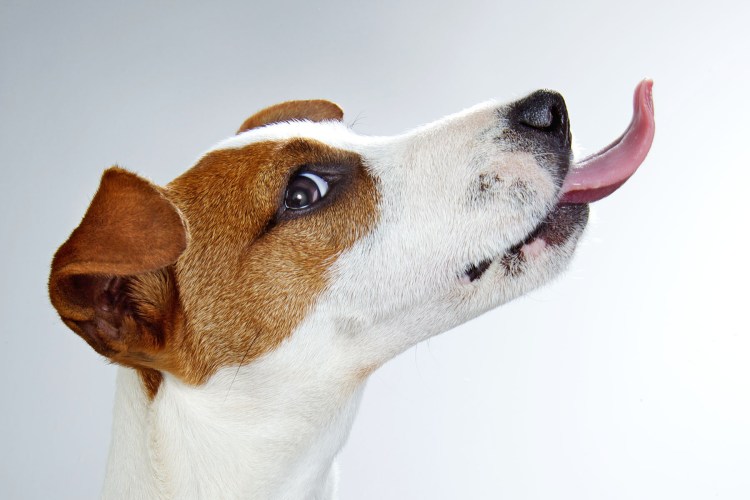 Джек Рассел мордочка