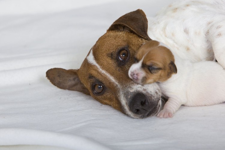 Милые Джек Рассел терьер