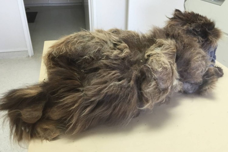 Колтуны у длинношерстной кошки