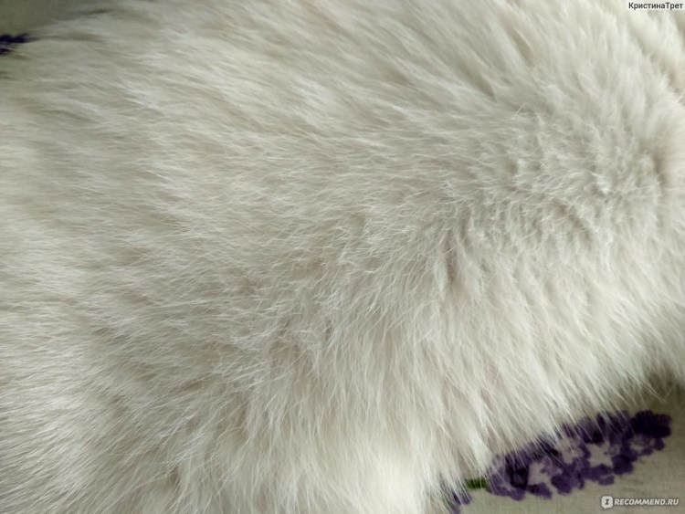 Шерсть и подшерсток у кошек