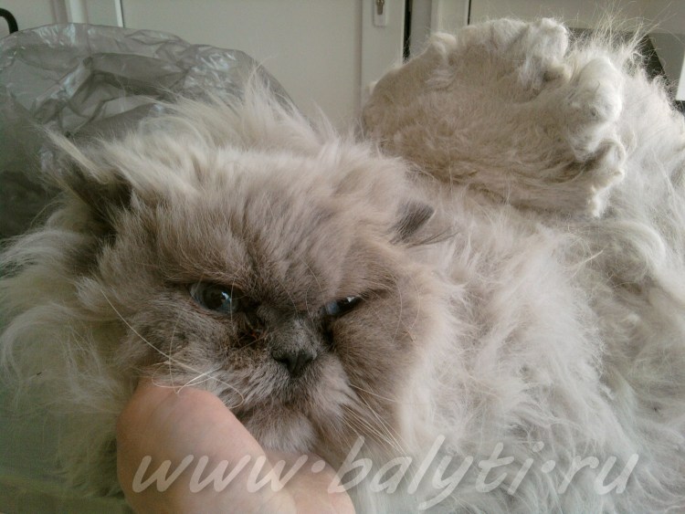 Персидский кот колтуны