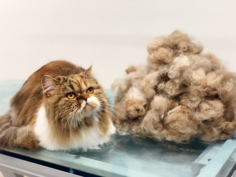 Груминг персидских кошек