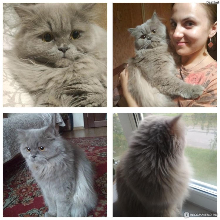 Подстриженный длинношерстный британец