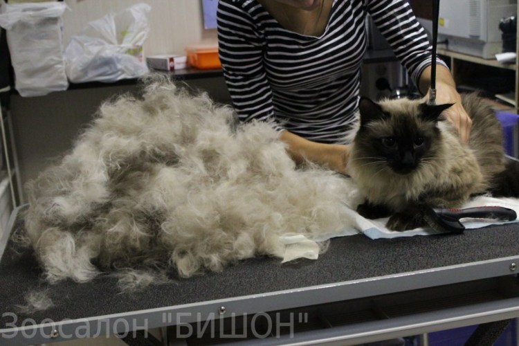 Вычесывание кошек