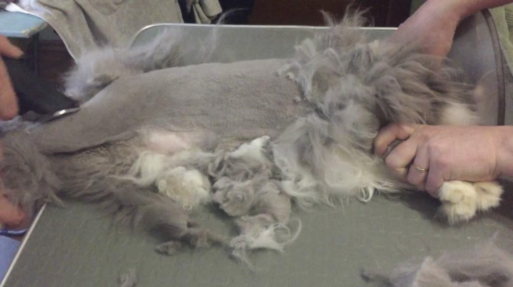 Стрижка котов от колтунов