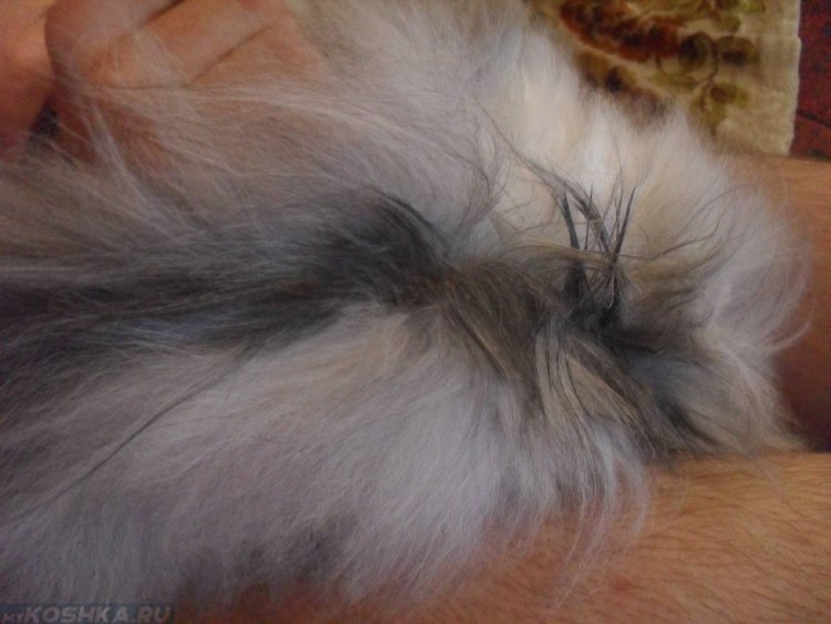 Вычесывание колтунов у кошек
