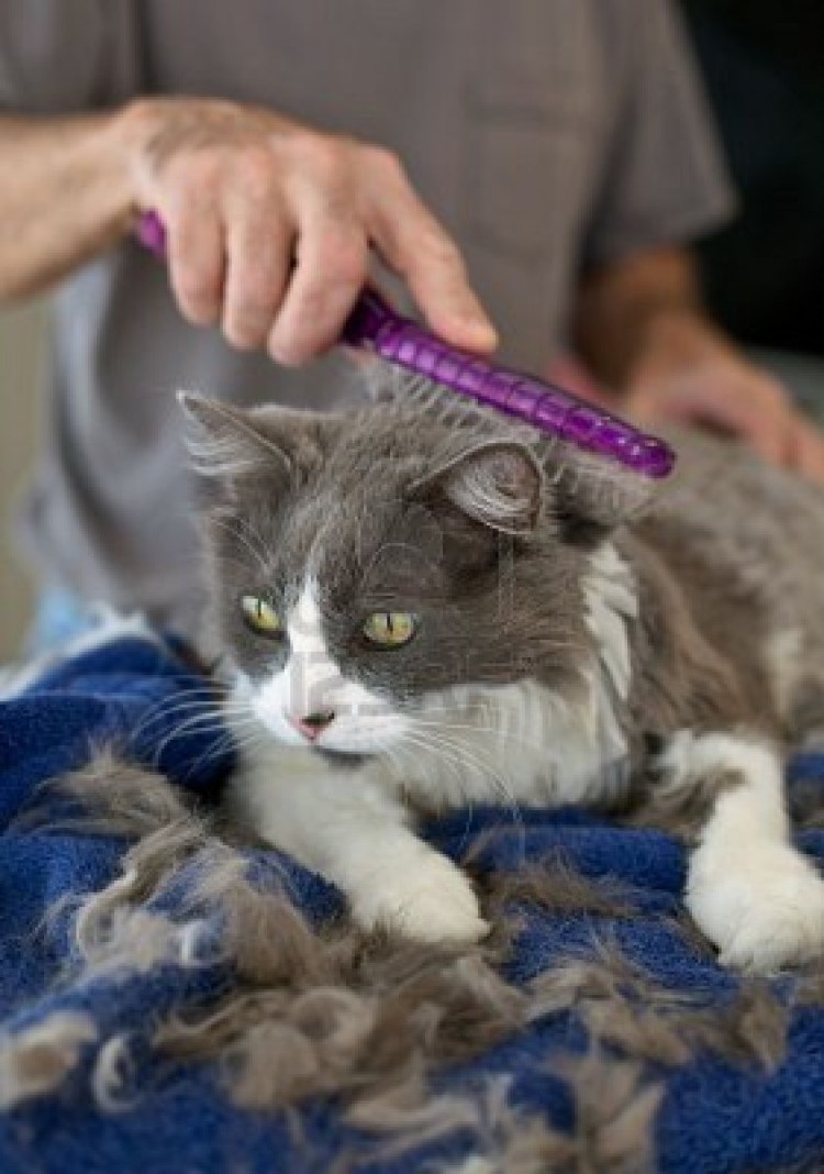 Вычесывание британских кошек