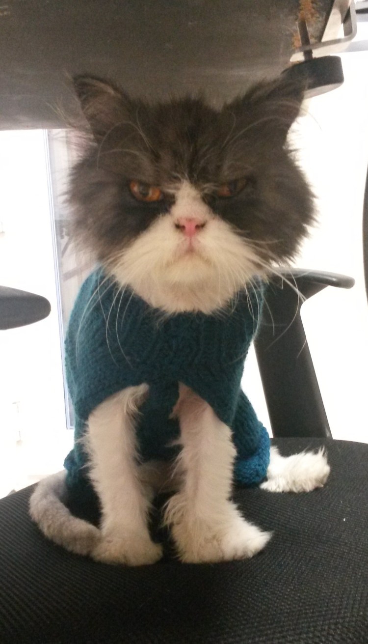 Свалявшаяся шерсть у животных