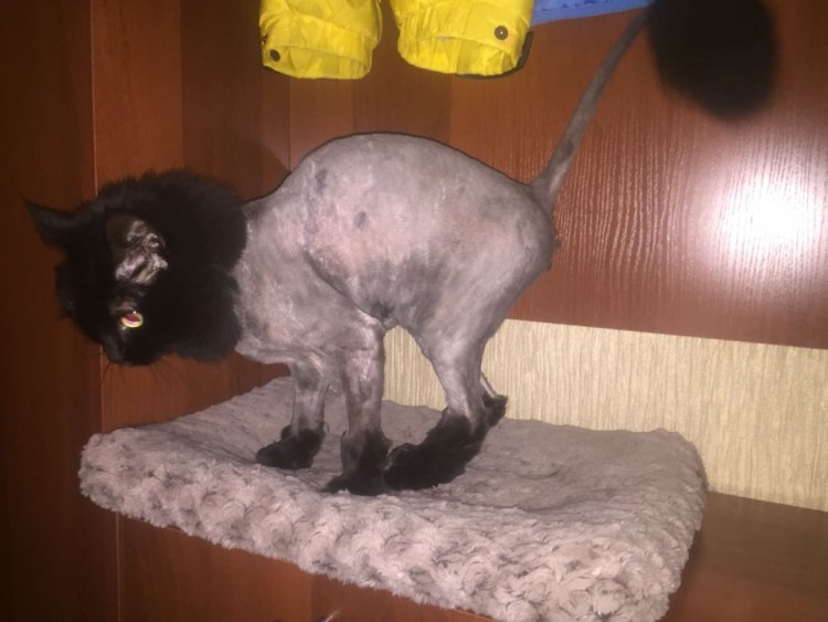 Стрижка кота налысо