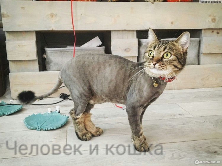 Свалявшаяся шерсть у животных