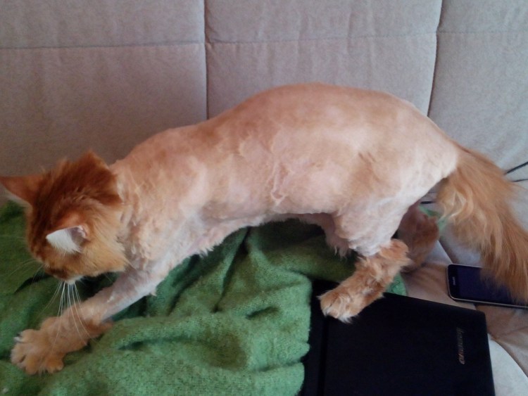 Стрижка Мейн куна