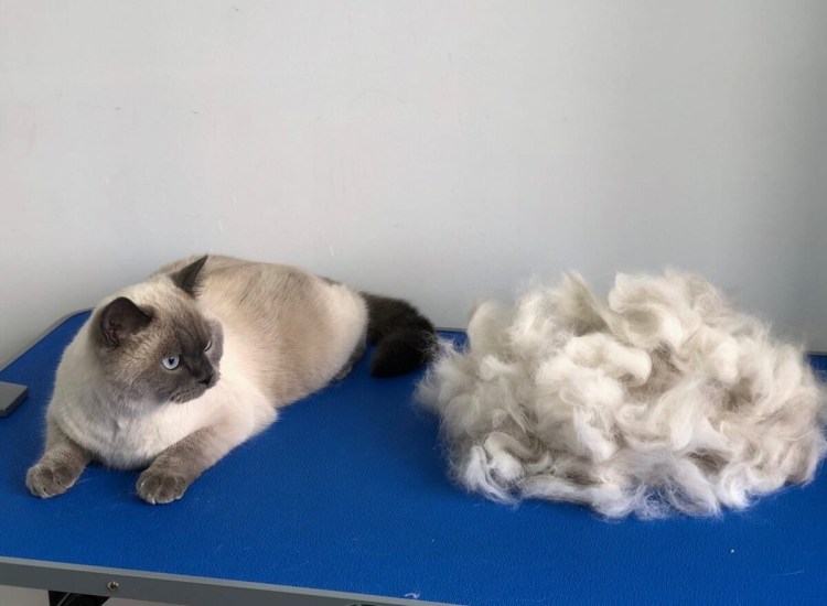 Экспресс линька кота