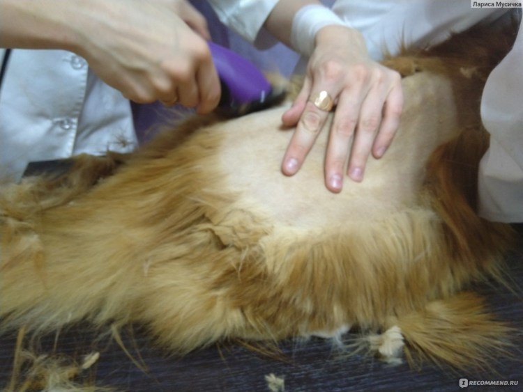 Шерсть Мейн куна после стрижки