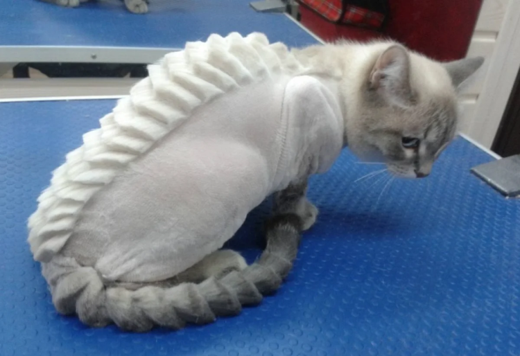 Груминг кошек